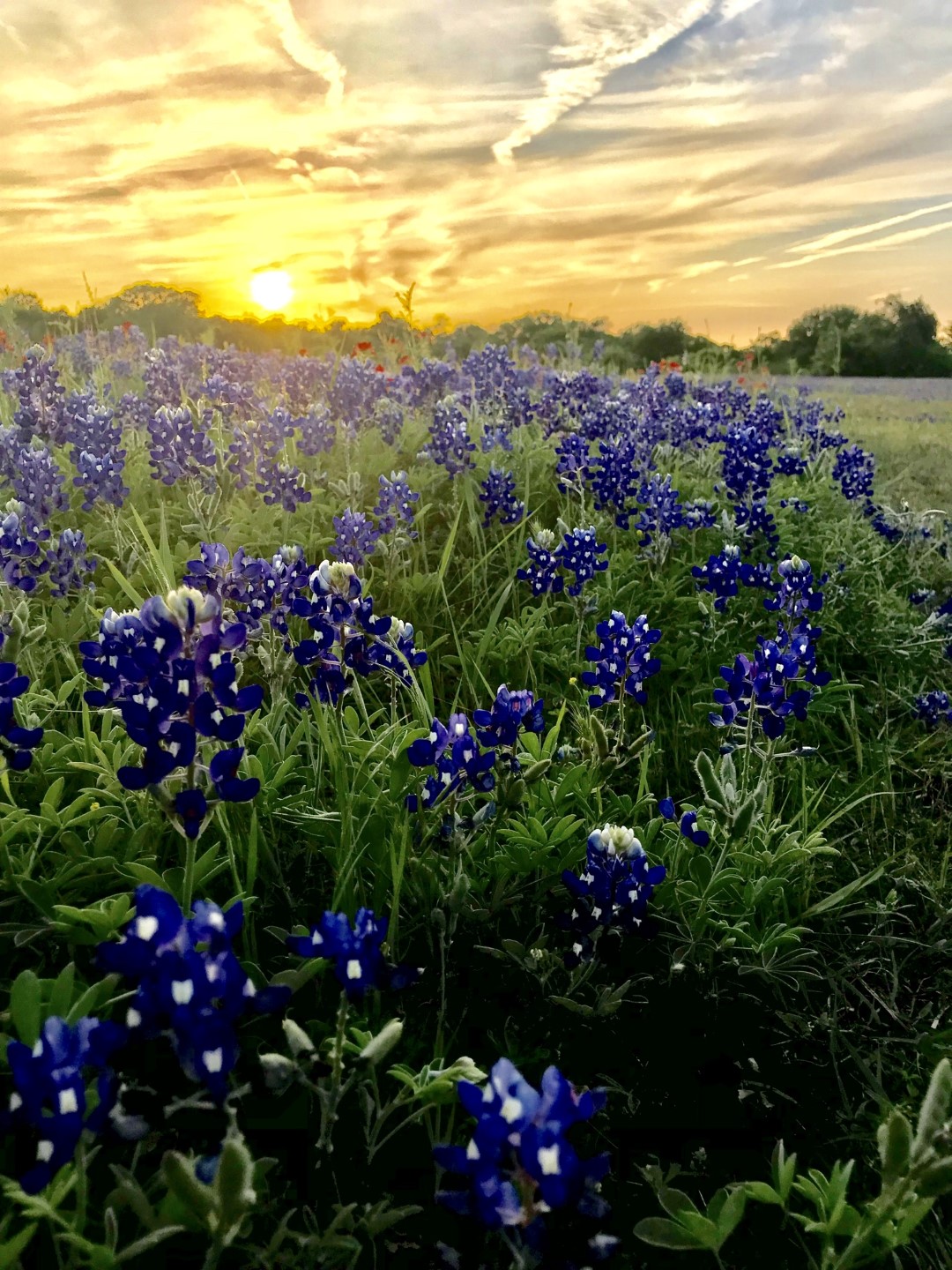 a field of Bluebonnets with a sunset as the backdrop