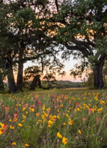 wildflowers under large trees at sunset