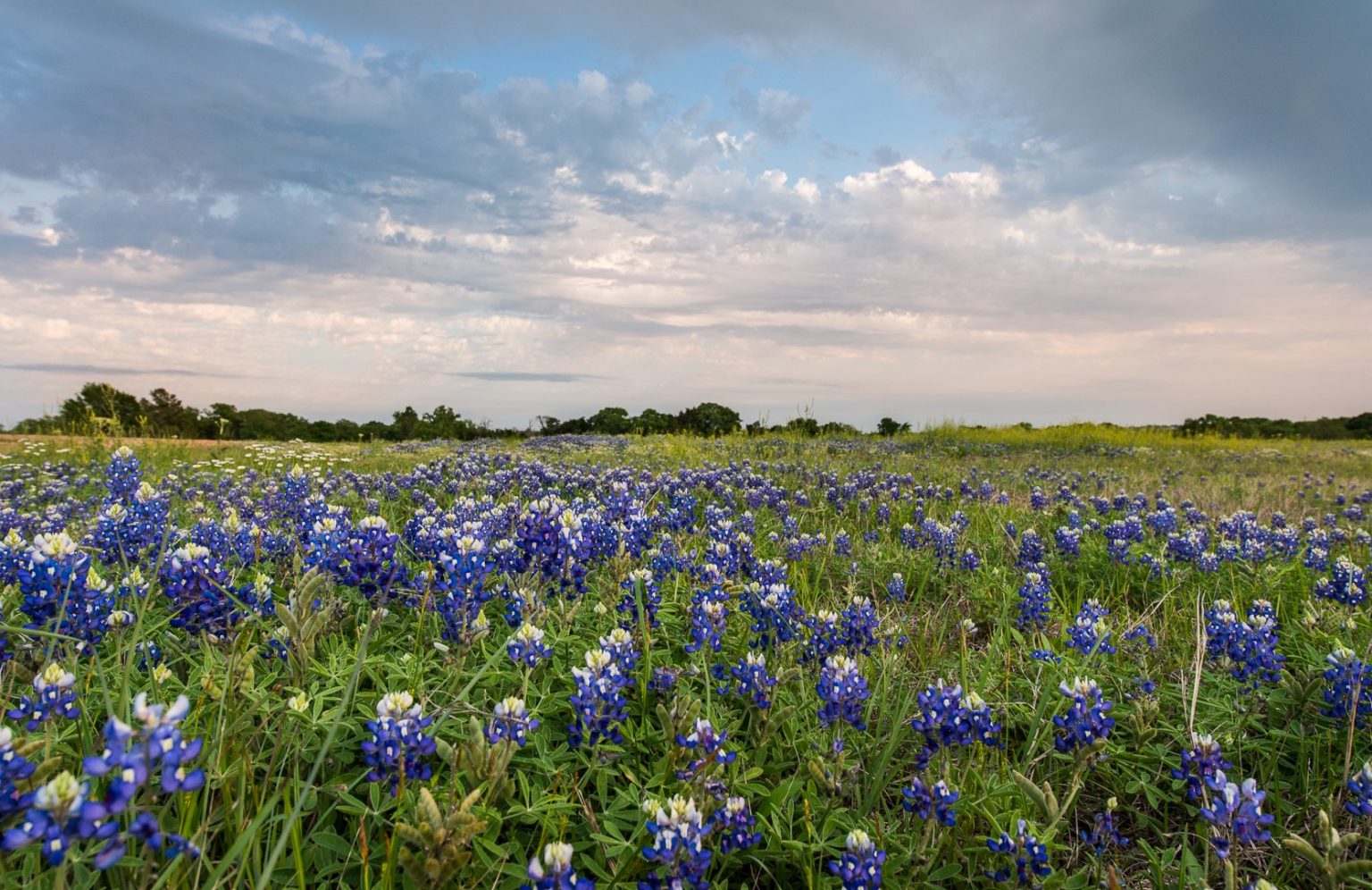 Wildflower Watch Visit Brenham Texas