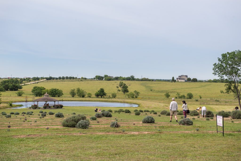 A couple walking through the Chappell Hill Lavender Fields. There are people in the distance taking pictures and cutting lavender.