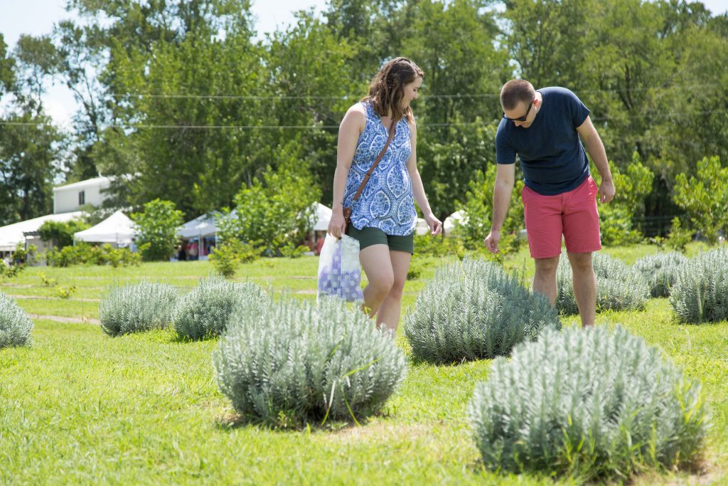 A couple picking lavender from a lavender plant.