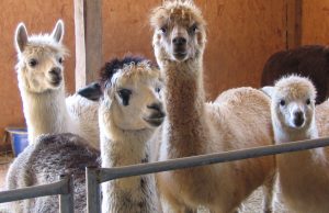 Alpacas