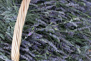 Lavender fresh cut in basket