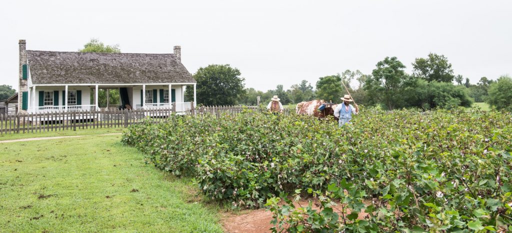 Two men walking a cow through a field of cotton. In the back there is a white house.