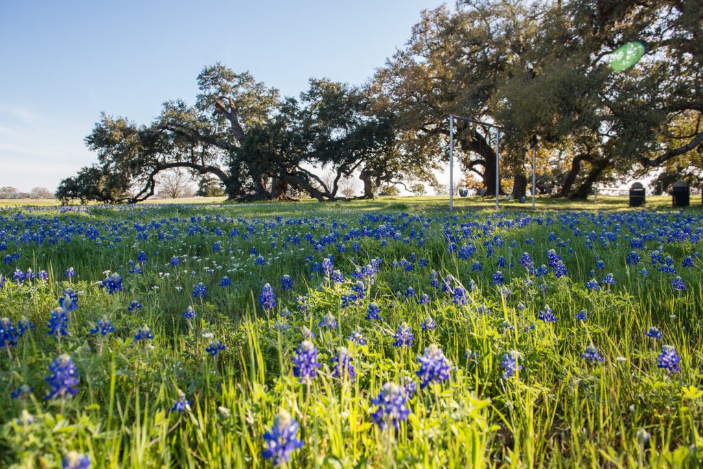 Multiple Bluebonnet flowers in a field with a children's swing set in the back.