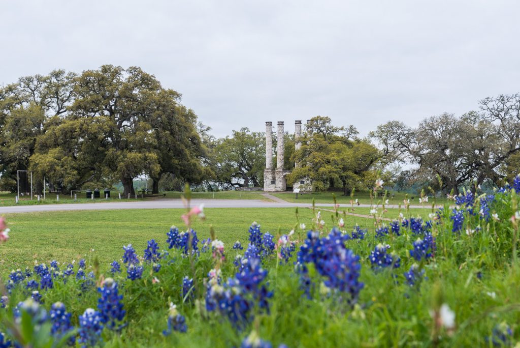 Multiple Bluebonnet flowers in a field in front of the four pillars of Old Baylor Park.