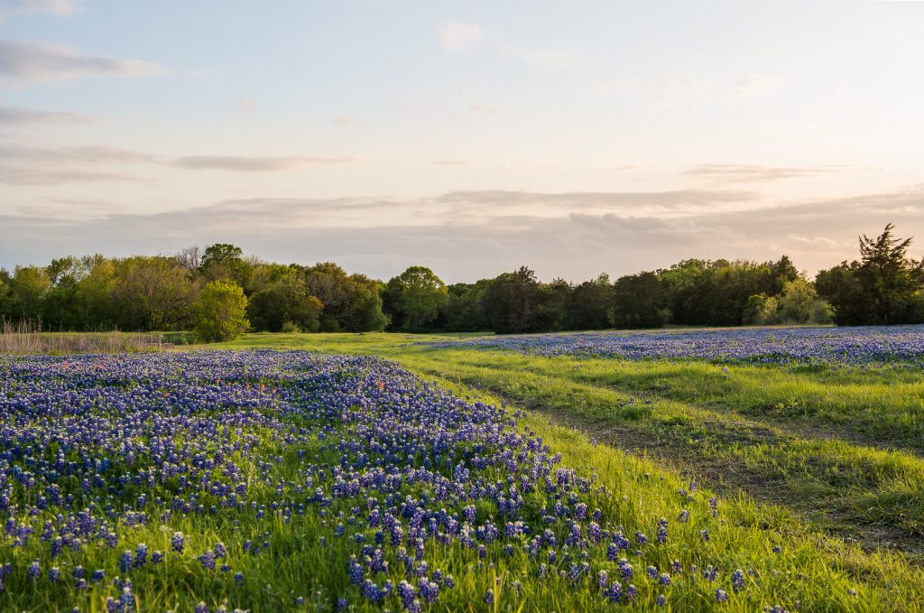 Multiple Bluebonnet flowers in a field with a grass road down the middle of the field.
