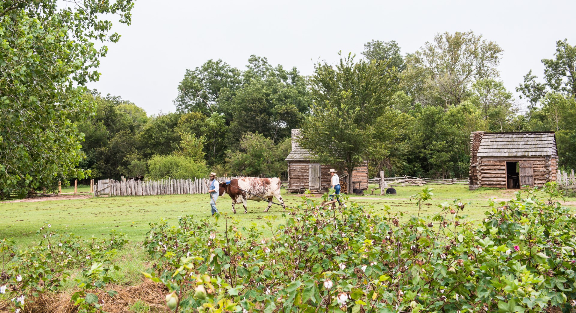 One man herding a longhorn and the other man is behind them walking. Two small, historic home are in the background with lots of trees and greenery. Washington-on-the-Brazos.