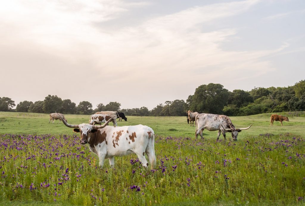 Longhorns in a field of Blue Bells.