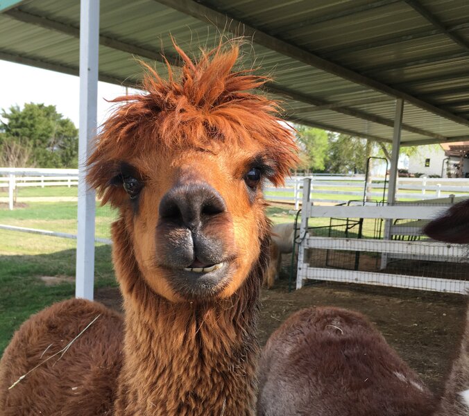 A alpaca at Peeka Ranch Alpacas.