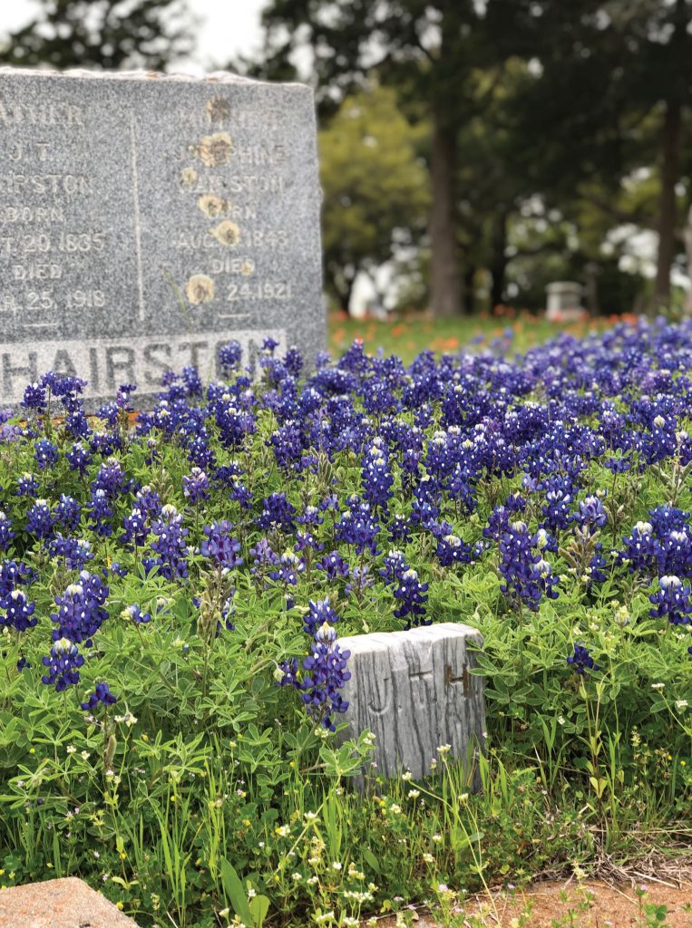 bluebonnets covering the ground of a cemetery with part of a headstone in the background.