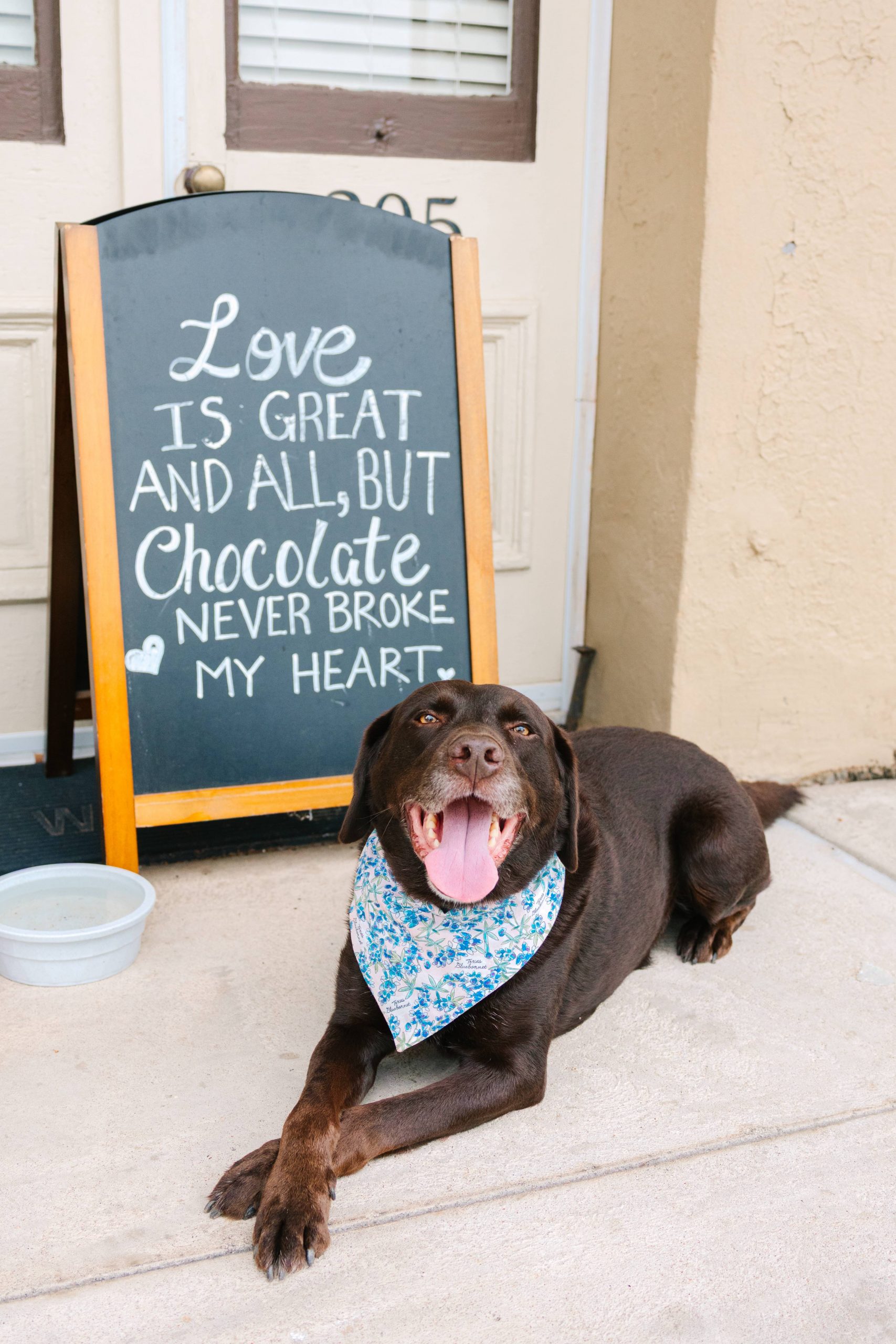 A happy chocolate lab wearing a blue floral bandana lays on the sidewalk in front of Jet Set Chocolates in Brenham. Behind the dog, a chalkboard sign reads, “Love is great and all, but chocolate never broke my heart.” A water bowl sits nearby.