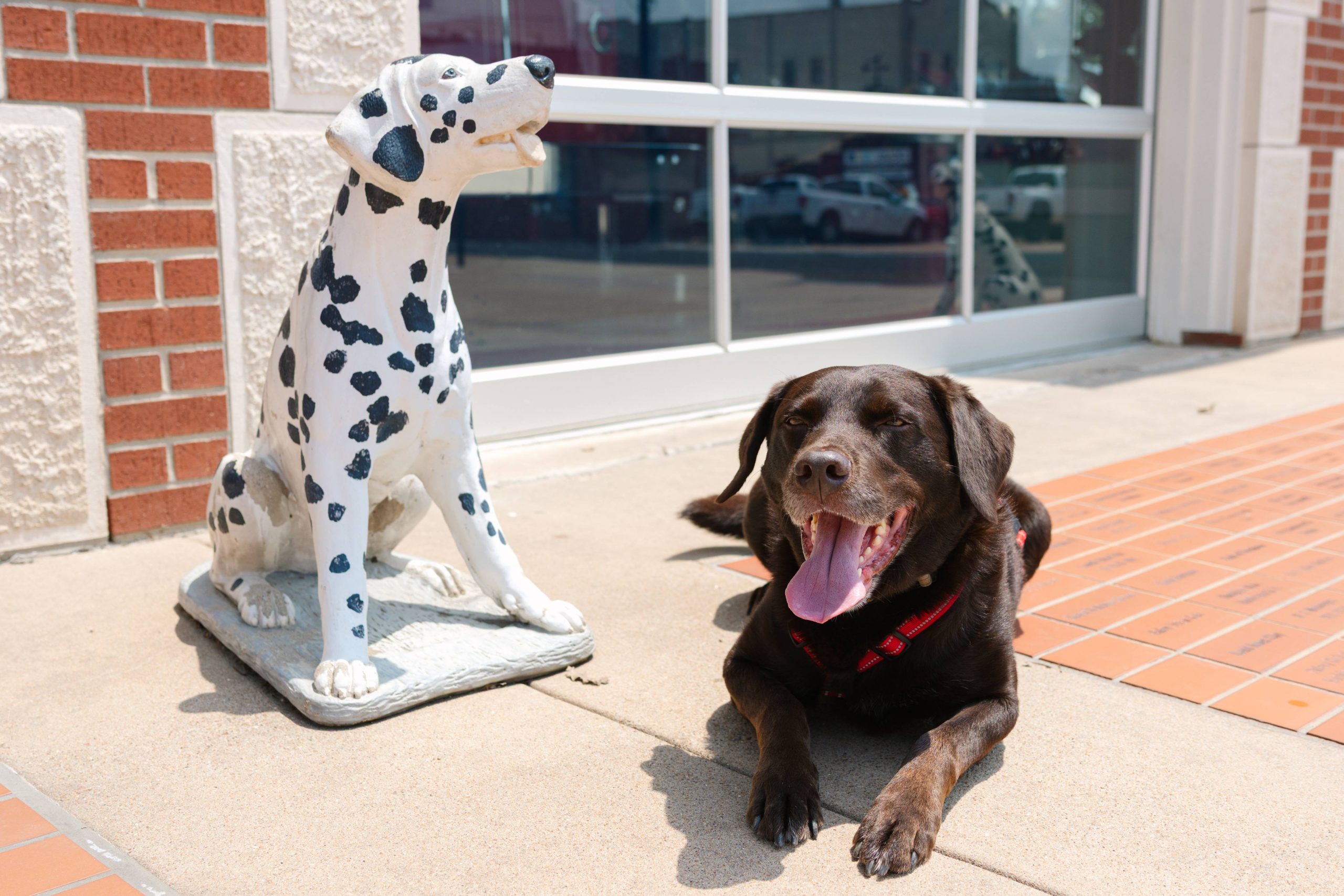 A chocolate lab wearing a red harness lounges on the sidewalk next to a white and black Dalmatian statue in front of the Brenham Fire Museum. Sunlight reflects off the glass-paneled building behind them, creating a warm and cheerful scene.