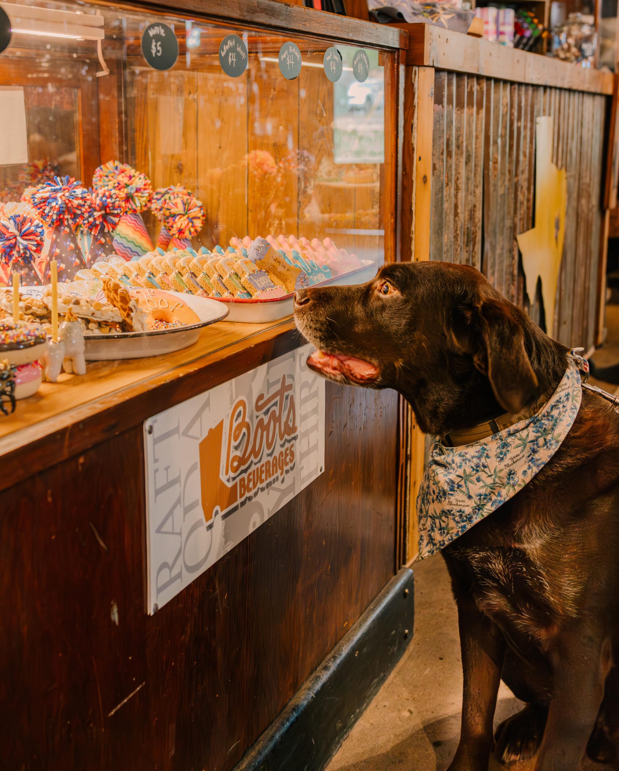 A chocolate lab wearing a floral bandana sits eagerly in front of a colorful treat display at Puppy Dawgs and Cat Tails in Brenham, Texas, eyeing the decorated dog biscuits and pet goodies behind the glass.